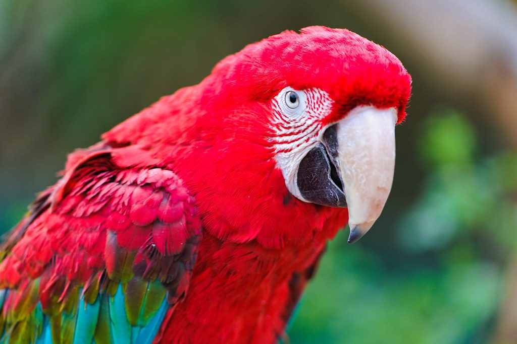 Фото попугай ара красный