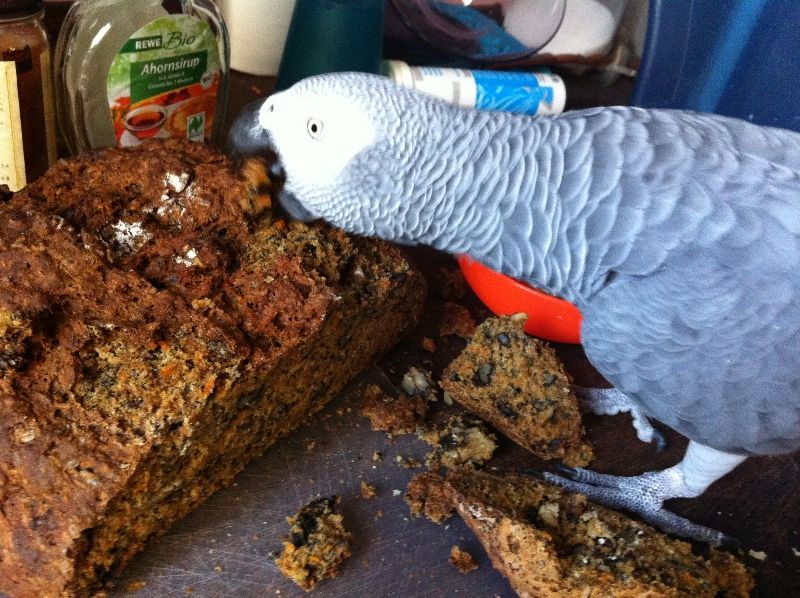 Можно ли попугаем корелла хлеб