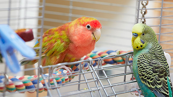 Клещ у волнистого попугая лечение