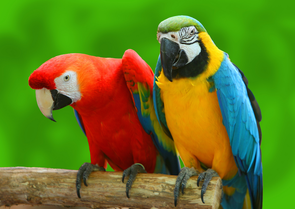 Почему попугаи умеют разговаривать