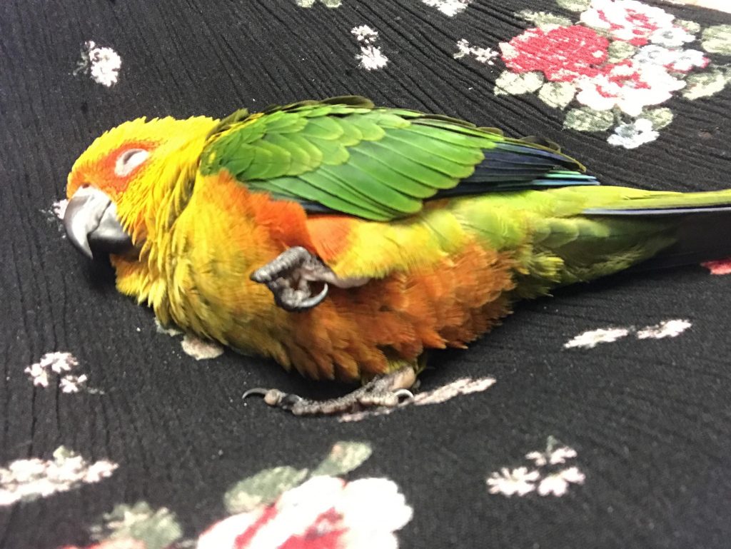 Почему волнистый попугай спит днем