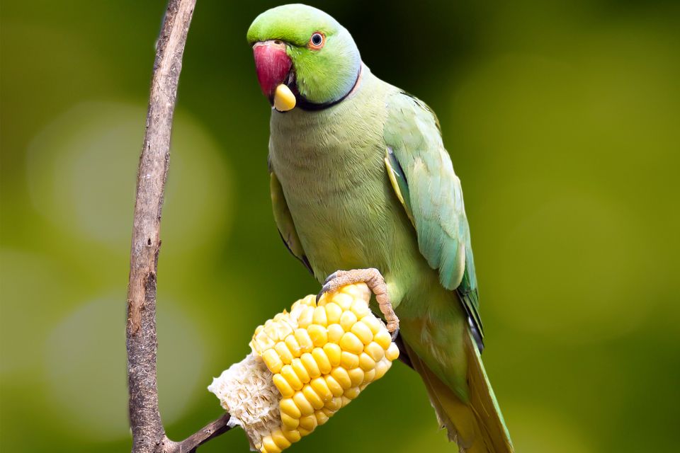 Волнистый попугай много ест