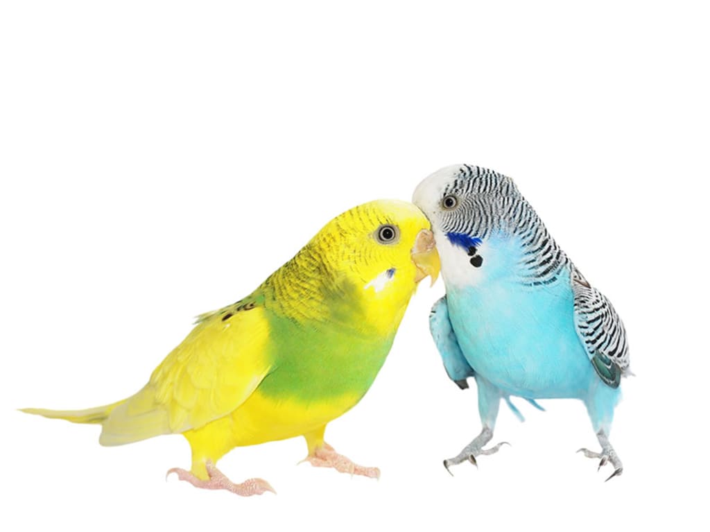 Размножение волнистых попугаев в домашних условиях
