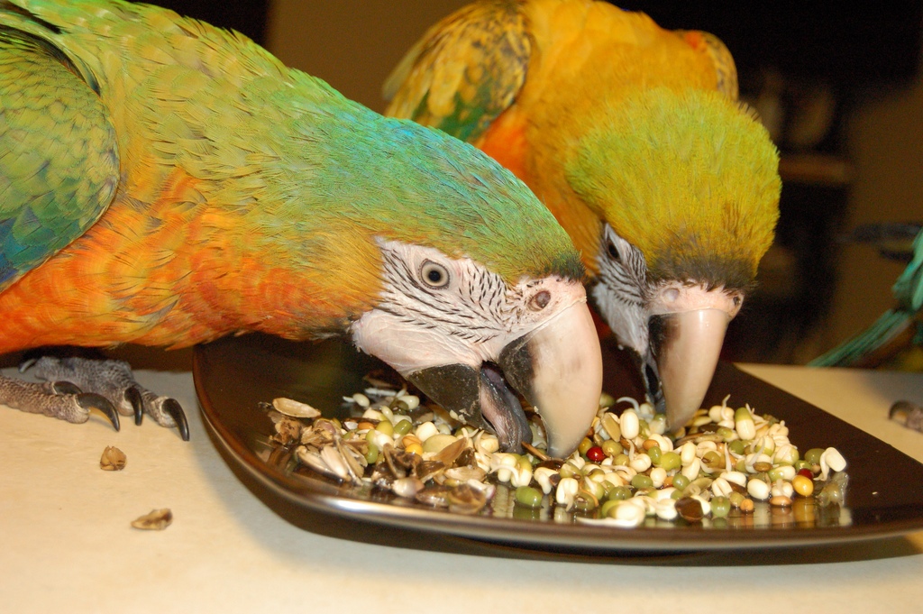 Чем можно кормить домашнего попугая. Что едят попугаи. Попугай кушает. Домашние птицы попугаи. Еда для попугаев.