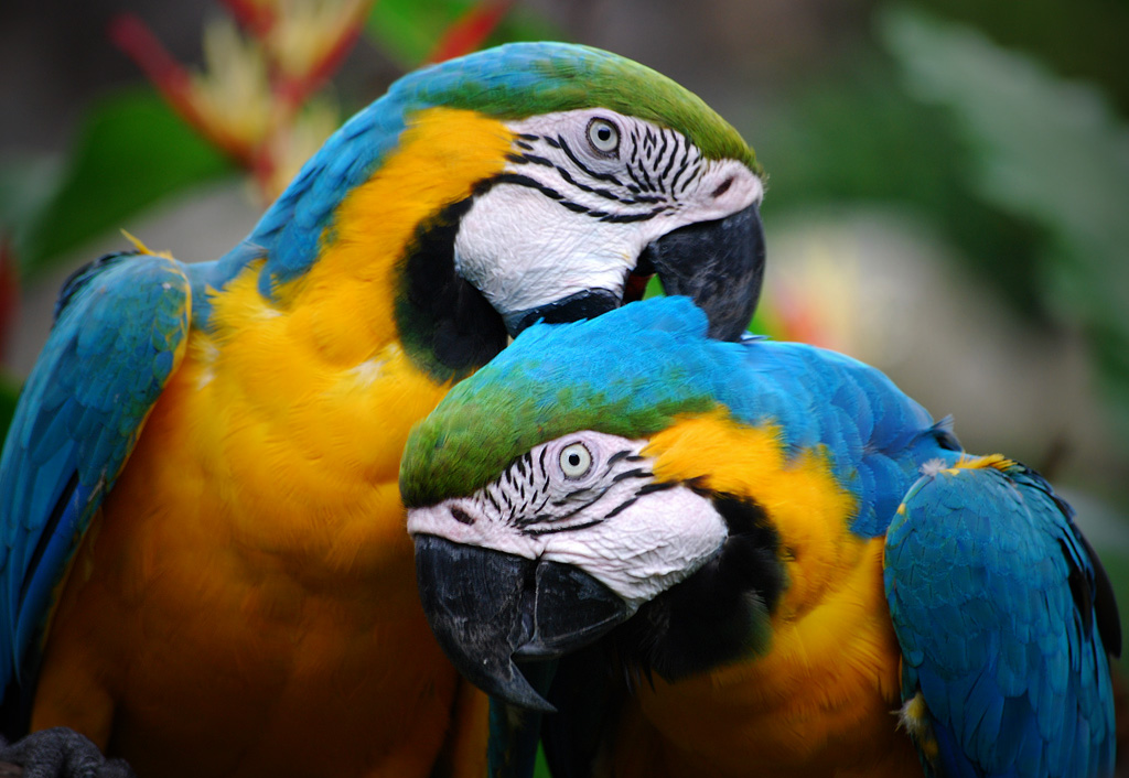 Почему попугаи разговаривают человеческим голосом