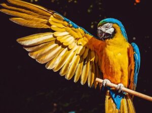 Как научить попугая разговаривать
